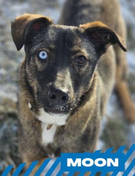 Moon - Zaubermaus mit herrlichen Augen