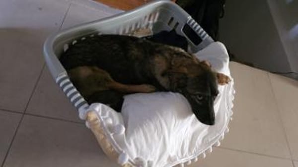 Moon - Zaubermaus mit herrlichen Augen