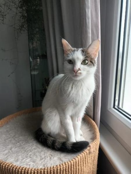 Kuschelkönigin Cindy im Rheingau