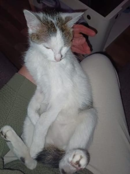 Kuschelkönigin Cindy im Rheingau