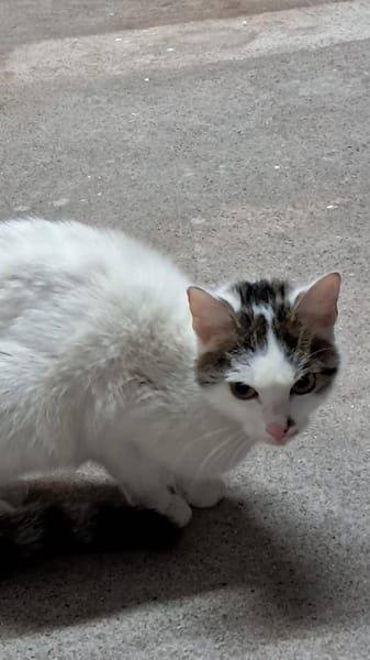 Kuschelkönigin Cindy im Rheingau