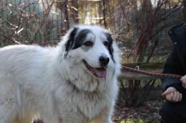 Isa su. Menschen mit Herz