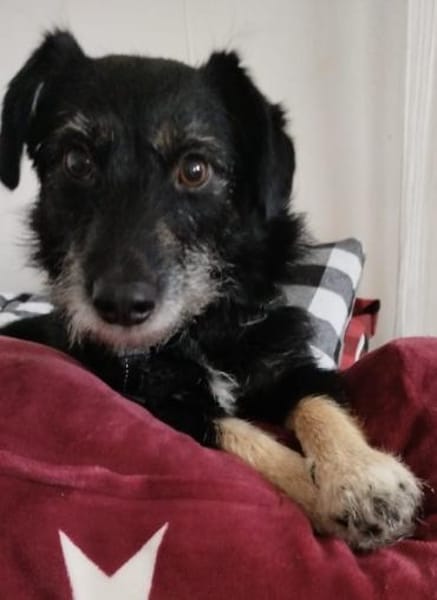 Layla sucht ihr neues Glück