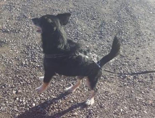 Layla sucht ihr neues Glück