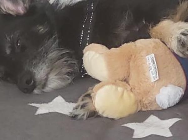 Layla sucht ihr neues Glück