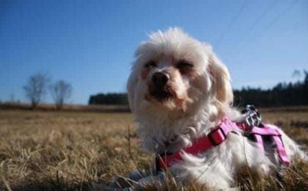 Mimi sucht ihre Familie