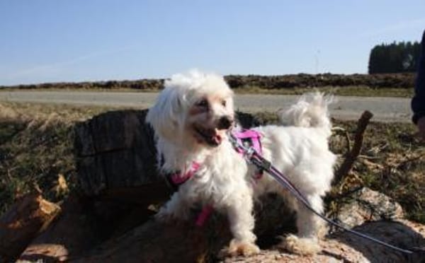 Mimi sucht ihre Familie