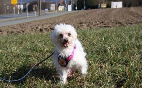 Mimi sucht ihre Familie