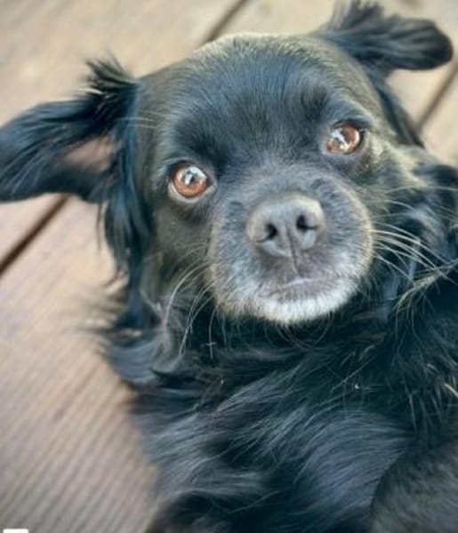 Muckel - kleiner,verschmuster Begleiter