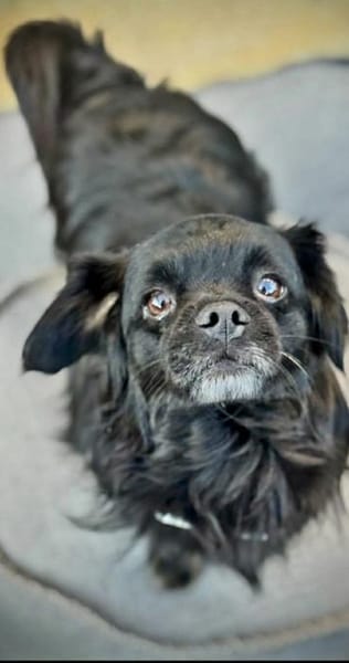 Muckel - kleiner,verschmuster Begleiter