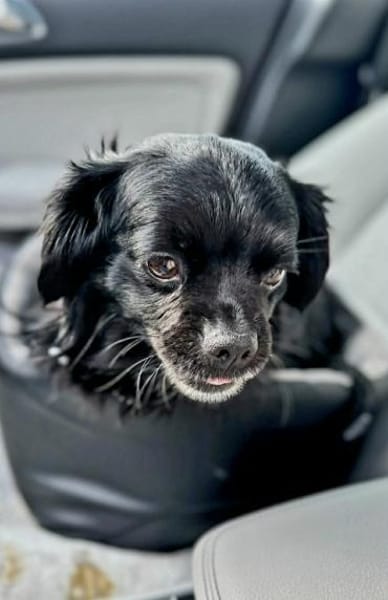 Muckel - kleiner,verschmuster Begleiter