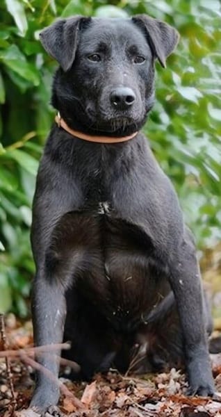 Verträglicher Teo sucht Familie