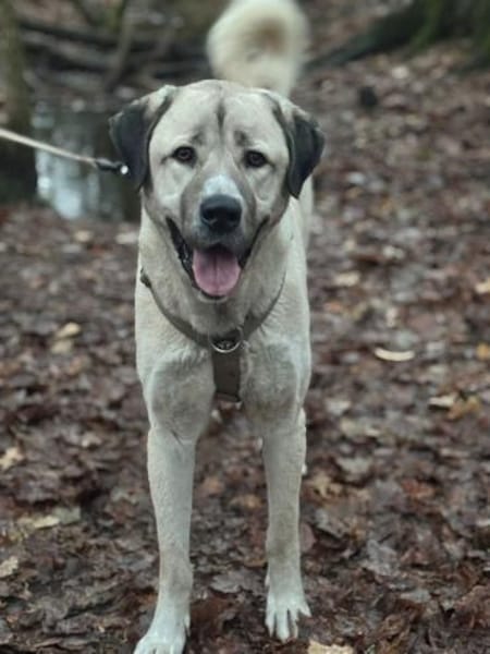 Pasha, Kangalrüde, kastriert, ca.2,5