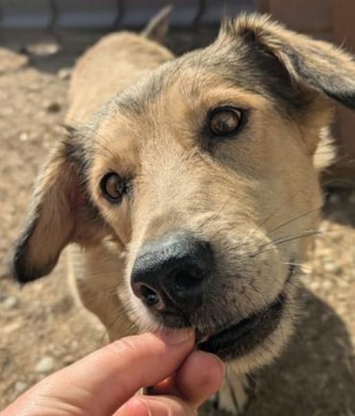 Umi sucht Familie mit viel Herz
