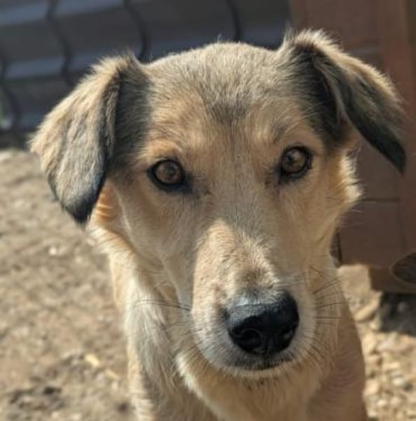 Umi sucht Familie mit viel Herz