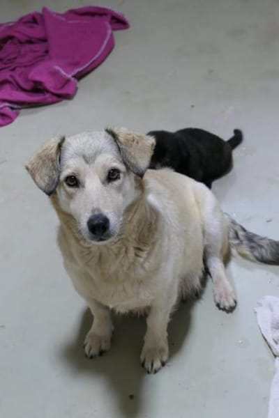 Umi sucht Familie mit viel Herz