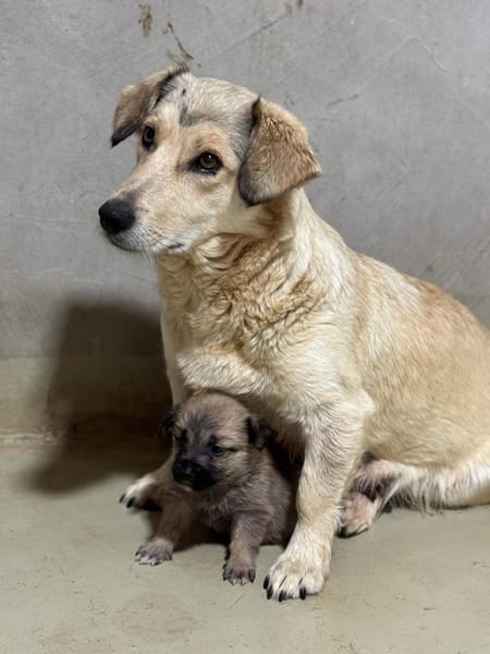 Umi sucht Familie mit viel Herz