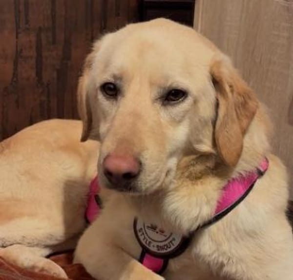 Olina- verschmuste Junghündin