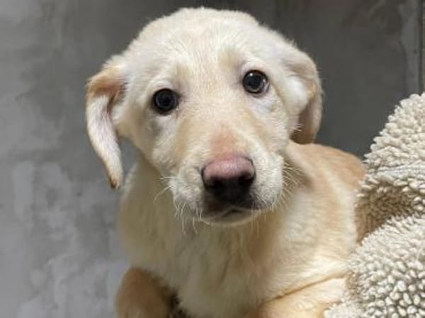 Olina- verschmuste Junghündin