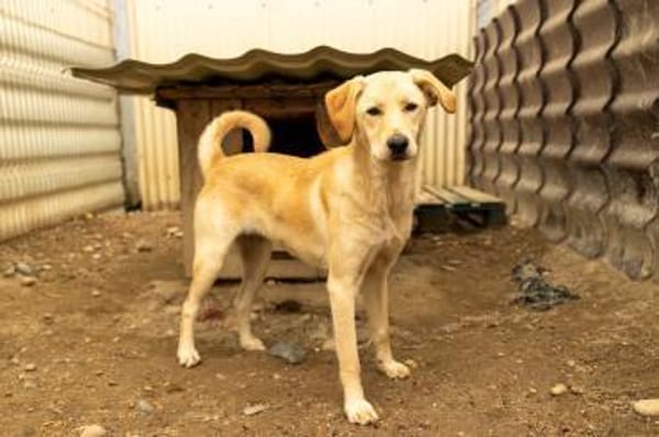 Olina- verschmuste Junghündin