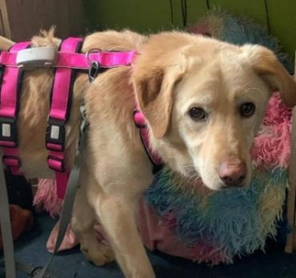 Olina- verschmuste Junghündin