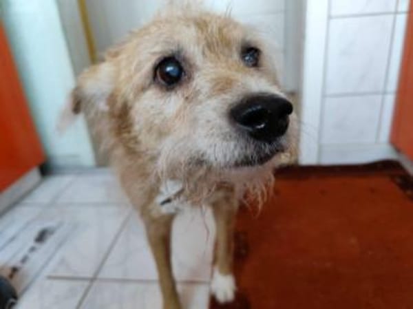 SOS für Omi Gala auf PS 34277