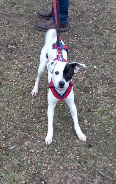 Verschmuster Domino sucht seine Menschen
