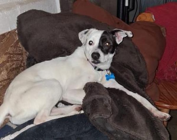 Verschmuster Domino sucht seine Menschen