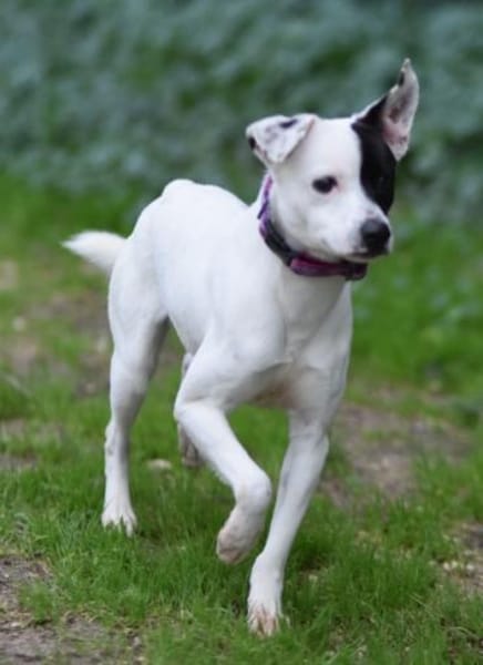 Verschmuster Domino sucht seine Menschen