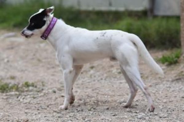 Verschmuster Domino sucht seine Menschen