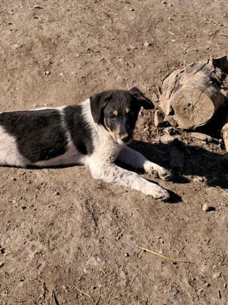 Vasko, suche liebevolle Hände