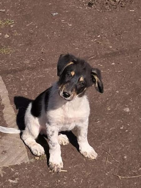 Vasko, suche liebevolle Hände