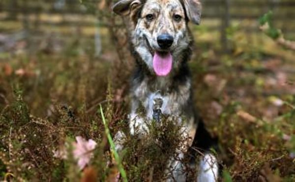 Hast du ein Körbchen frei für Annegret?