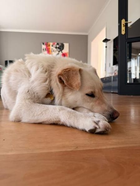 PUFOS * verträglicher Typ mit Meinung