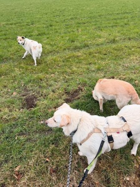 PUFOS * verträglicher Typ mit Meinung