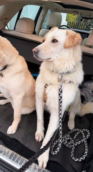 PUFOS * verträglicher Typ mit Meinung