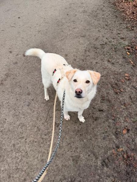 PUFOS * verträglicher Typ mit Meinung