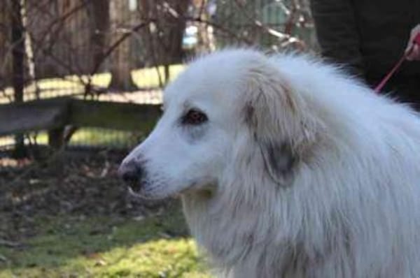 Bär su. geduldige Menschen