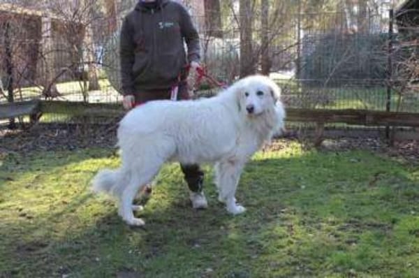 Bär su. geduldige Menschen