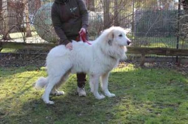 Bär su. geduldige Menschen