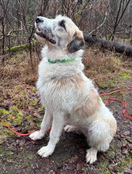 Fussel, verschmust, lernwillig, offen