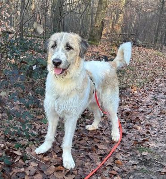 Fussel, verschmust, lernwillig, offen