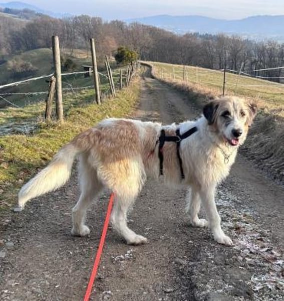 Fussel, verschmust, lernwillig, offen