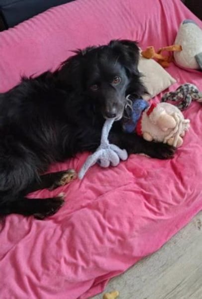 lieber Rüde Kiro auf PS 90765