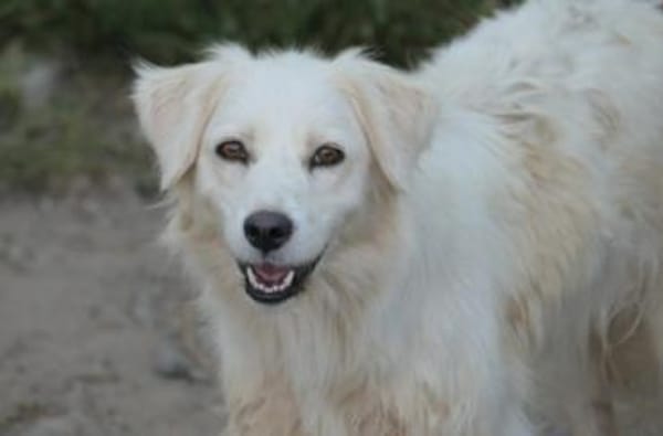 Anca- Handicap Hündin sucht Körbchen