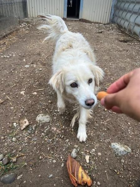 Anca- Handicap Hündin sucht Körbchen