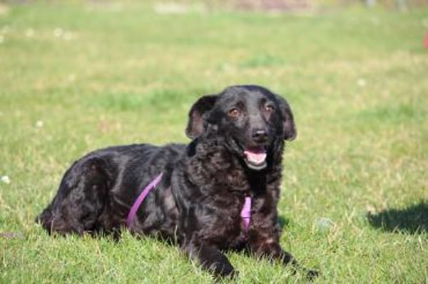 Nika hat endlose Liebe zu verschenken!