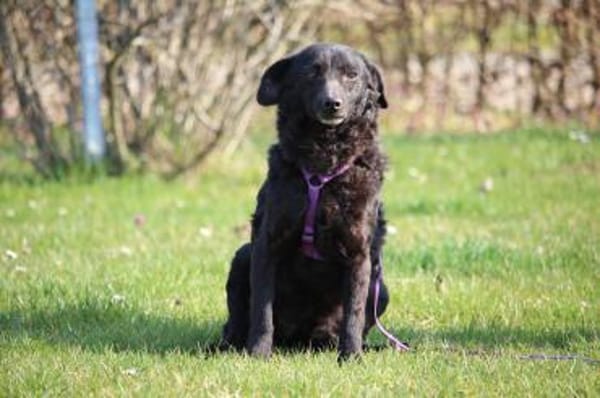 Nika hat endlose Liebe zu verschenken!