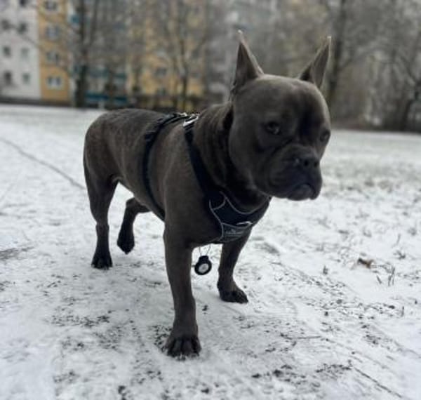 Deril-PP - sucht sein Für-immer-Zuhause