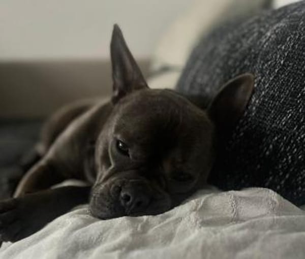 Deril-PP - sucht sein Für-immer-Zuhause